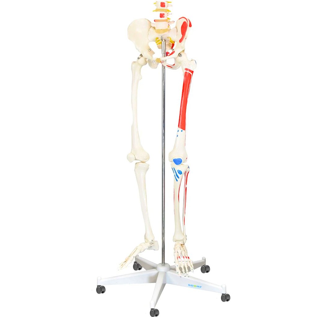ESQUELETO HUMANO 1,70 CM C/ ORIGENS E INSERÇÕES MUSCULARES