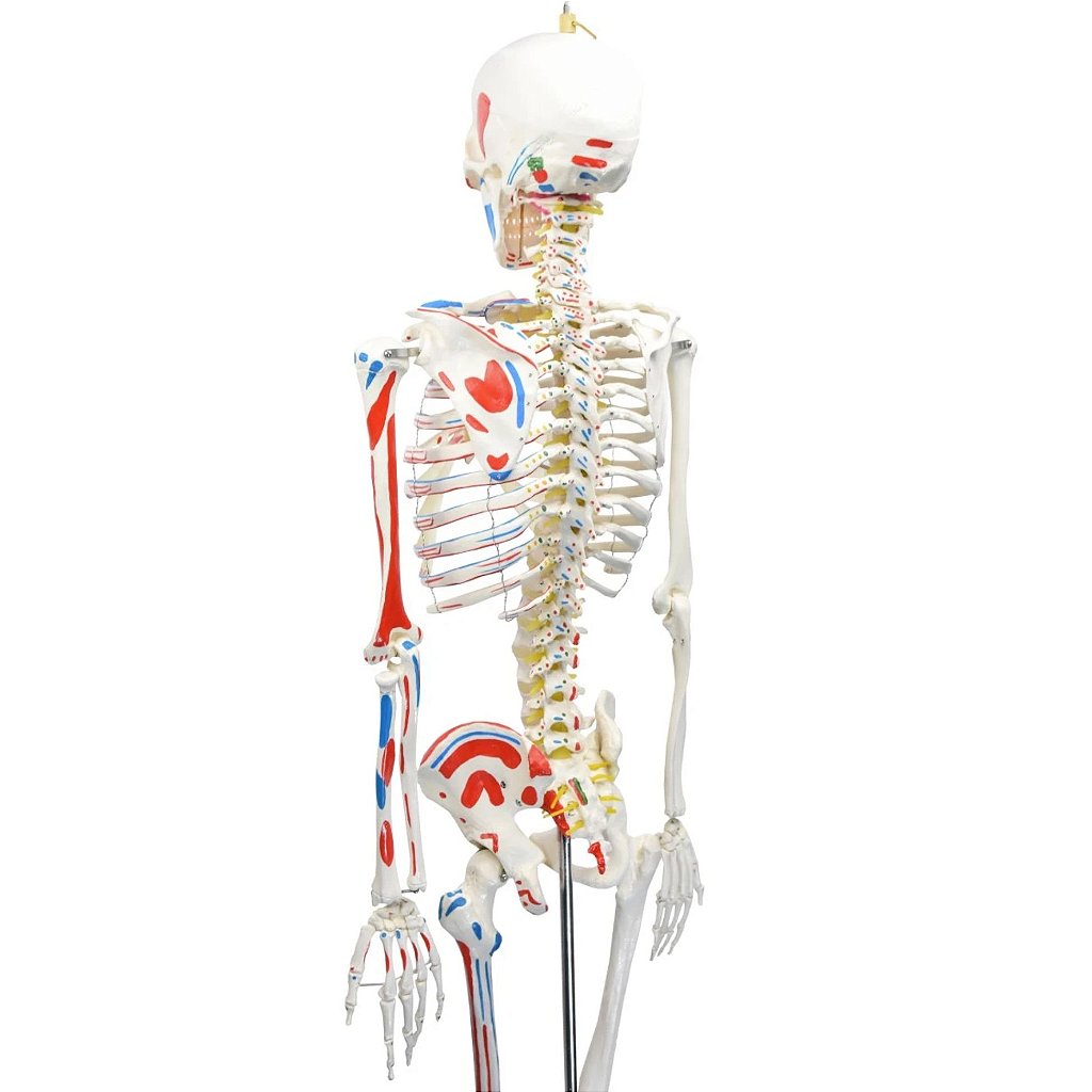 ESQUELETO HUMANO 1,70 CM C/ ORIGENS E INSERÇÕES MUSCULARES