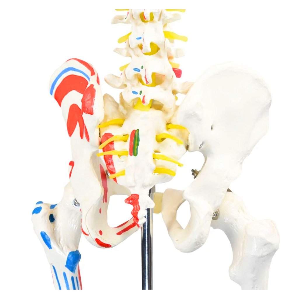 ESQUELETO HUMANO 1,70 CM C/ ORIGENS E INSERÇÕES MUSCULARES