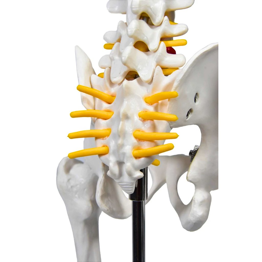 ESQUELETO HUMANO 85 CM DE ALTURA C/ SUPORTE - SD5002 - SDORF