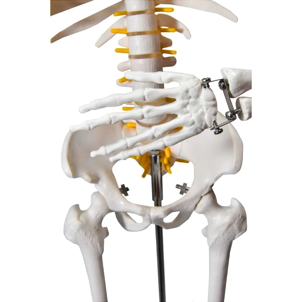 ESQUELETO HUMANO 85 CM DE ALTURA C/ SUPORTE - SD5002 - SDORF