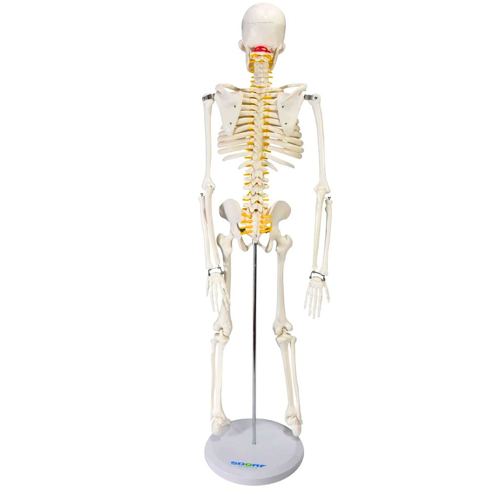 ESQUELETO HUMANO 85 CM DE ALTURA C/ SUPORTE - SD5002 - SDORF