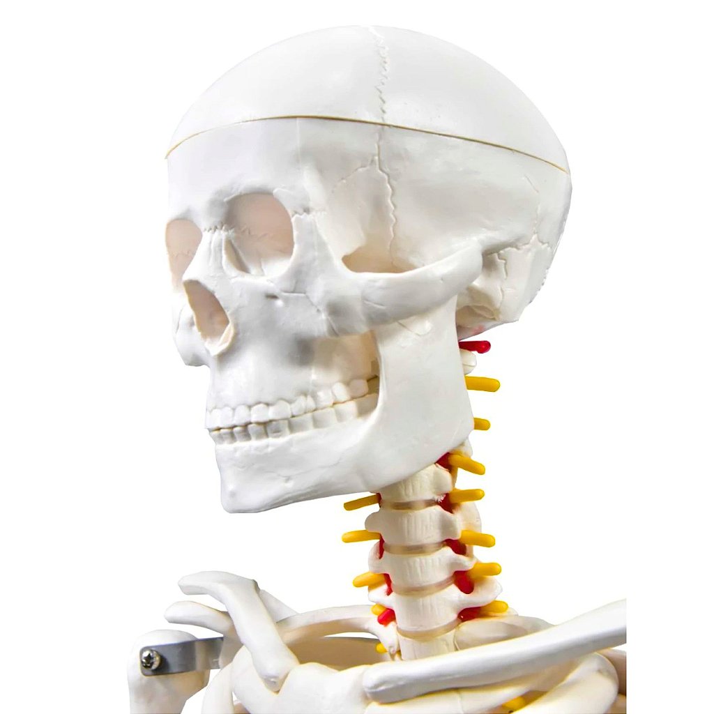 ESQUELETO HUMANO 85 CM DE ALTURA C/ SUPORTE - SD5002 - SDORF