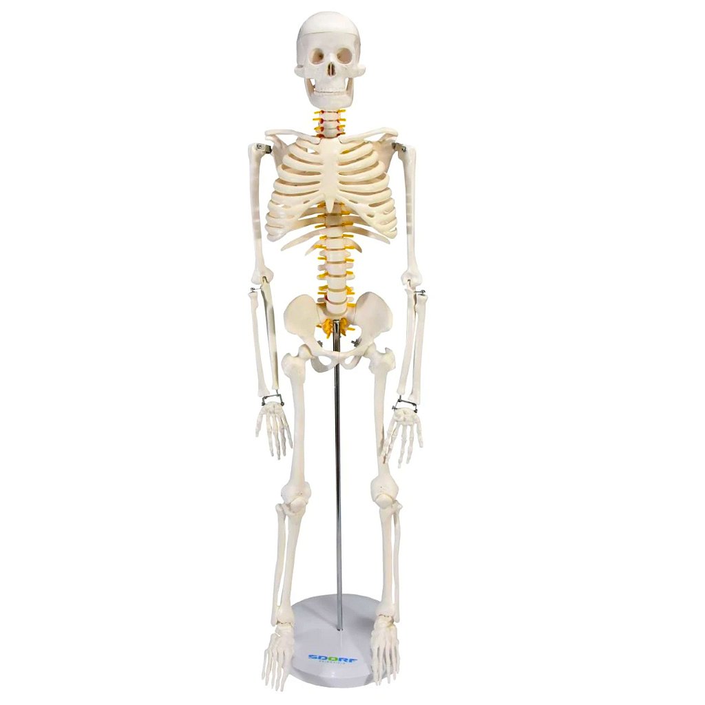 ESQUELETO HUMANO 85 CM DE ALTURA C/ SUPORTE - SD5002 - SDORF