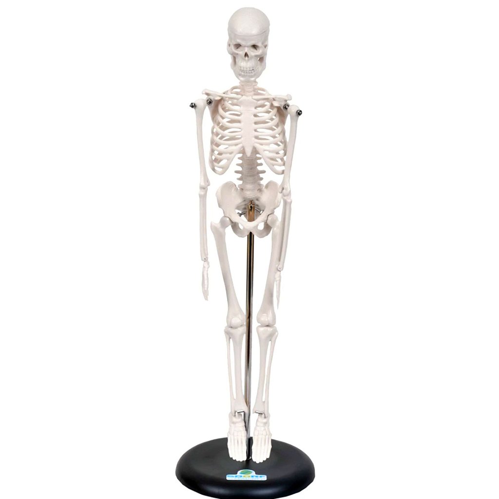 ESQUELETO HUMANO DE 45 CM C/ SUPORTE - SD5002/B - SDORF
