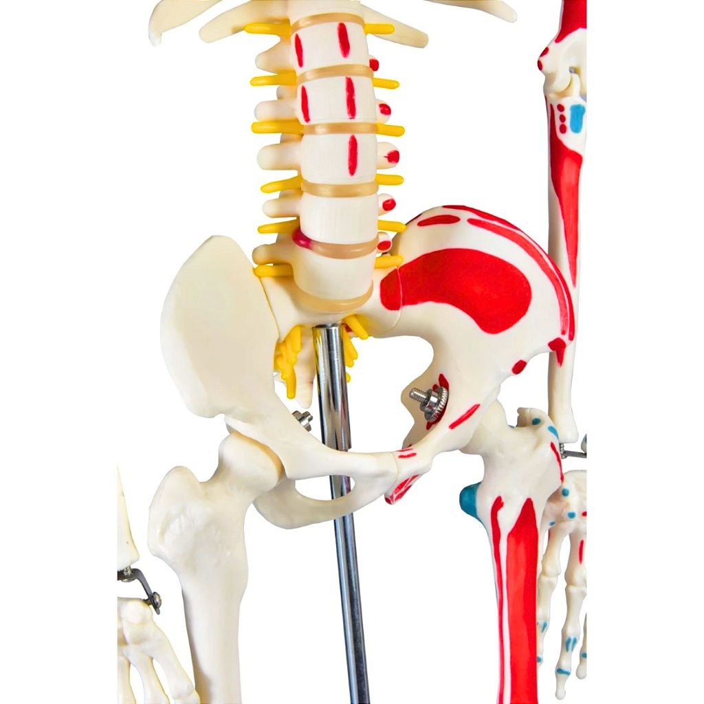 ESQUELETO HUMANO 85 CM C/ ORIGENS E INSERÇÕES MUSCULARES