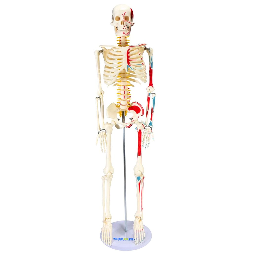 ESQUELETO HUMANO 85 CM C/ ORIGENS E INSERÇÕES MUSCULARES