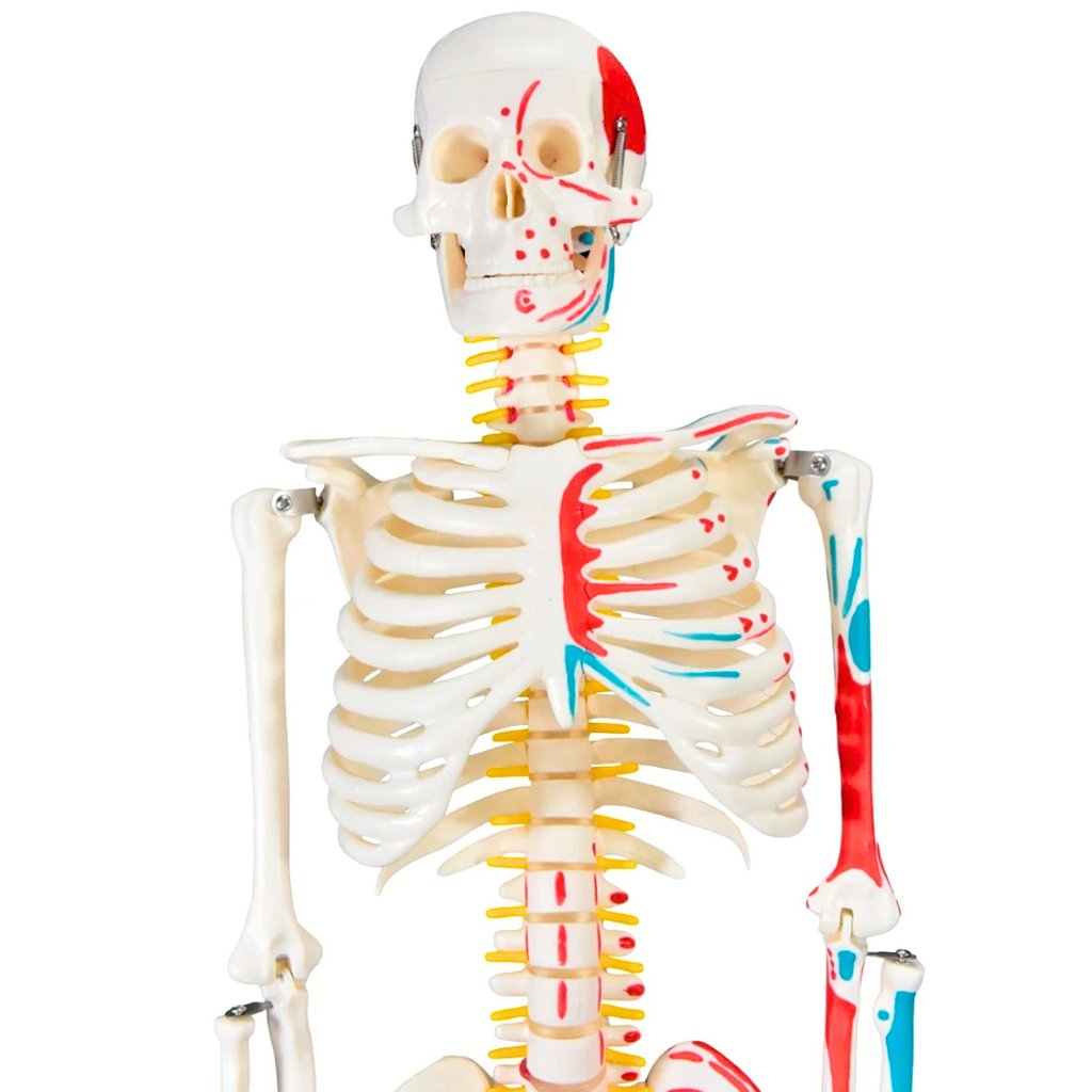 ESQUELETO HUMANO 85 CM C/ ORIGENS E INSERÇÕES MUSCULARES