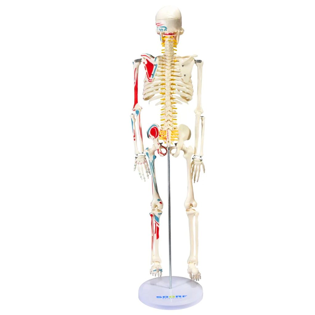 ESQUELETO HUMANO 85 CM C/ ORIGENS E INSERÇÕES MUSCULARES