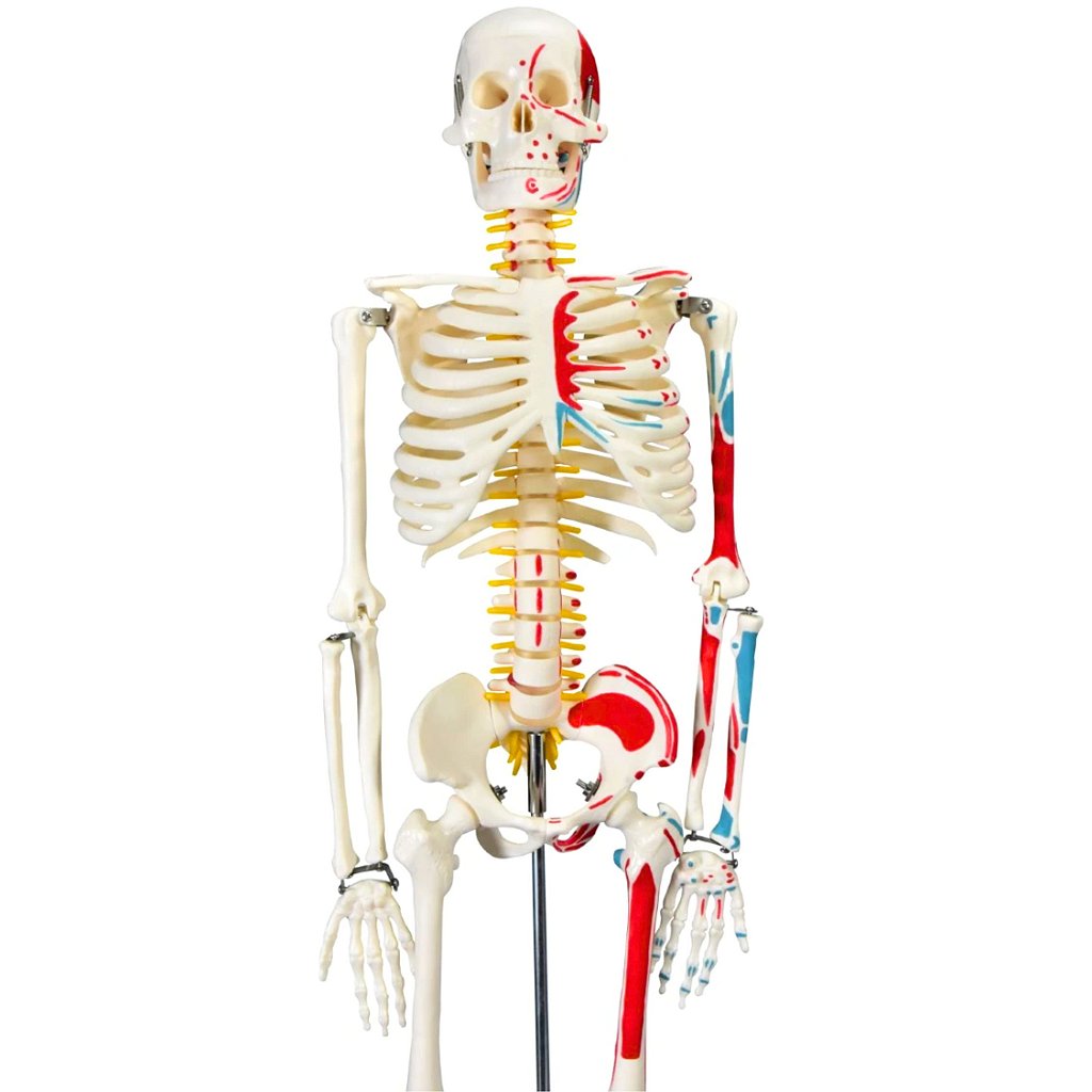 ESQUELETO HUMANO 85 CM C/ ORIGENS E INSERÇÕES MUSCULARES