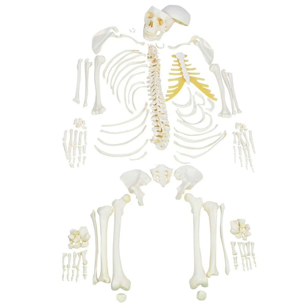 ESQUELETO HUMANO DESARTICULADO - SD5003 - SDORF