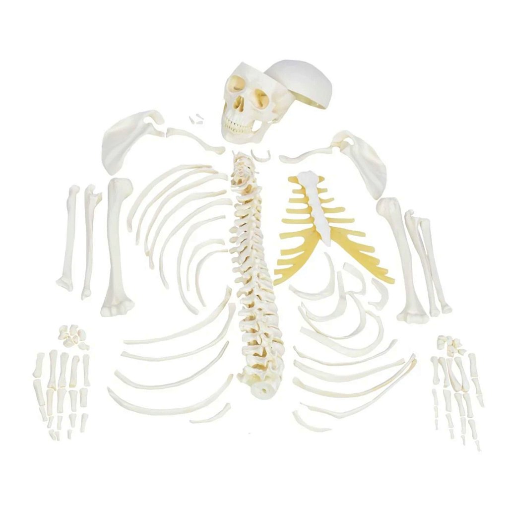 ESQUELETO HUMANO DESARTICULADO - SD5003 - SDORF