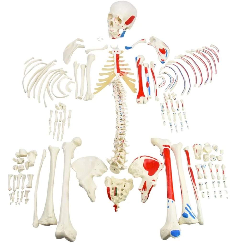 ESQUELETO DESARTICULADO C/ ORIGENS E INSERÇÕES MUSCULARES