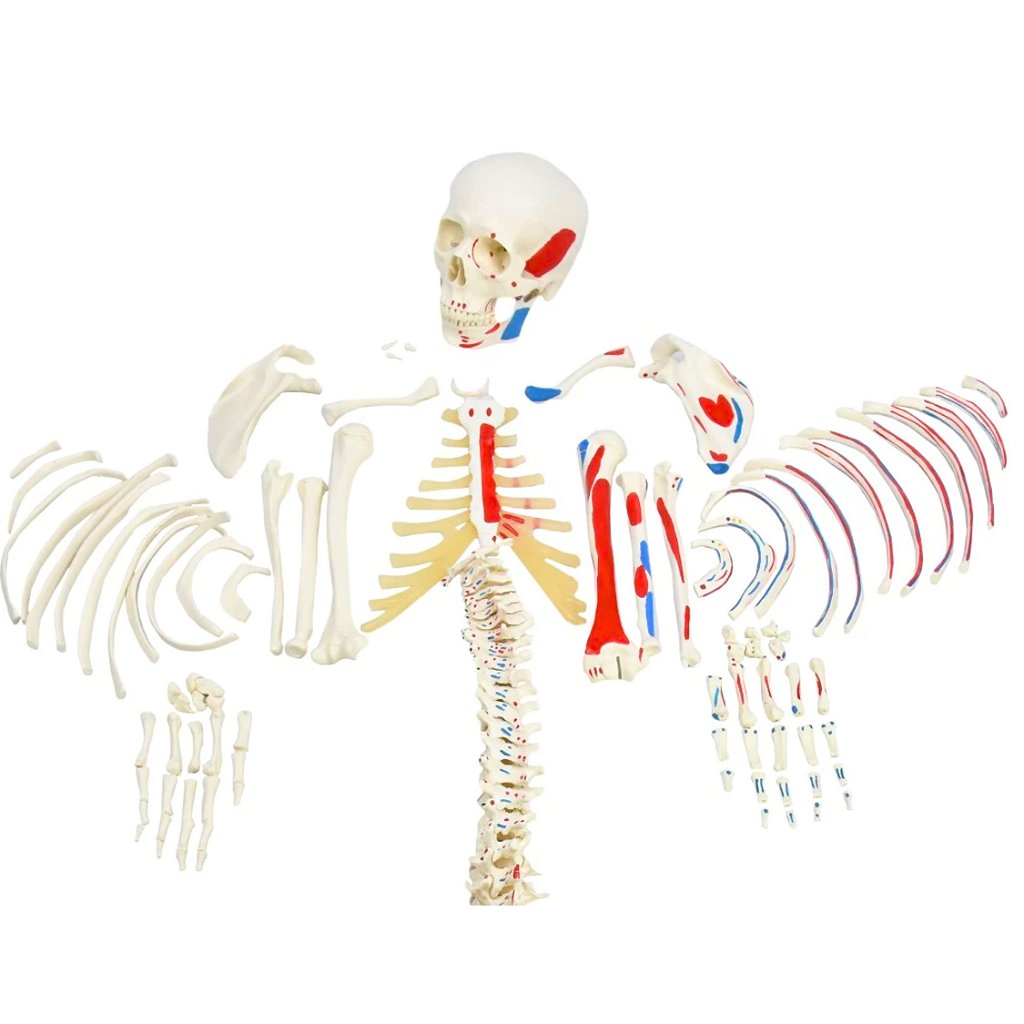 ESQUELETO DESARTICULADO C/ ORIGENS E INSERÇÕES MUSCULARES
