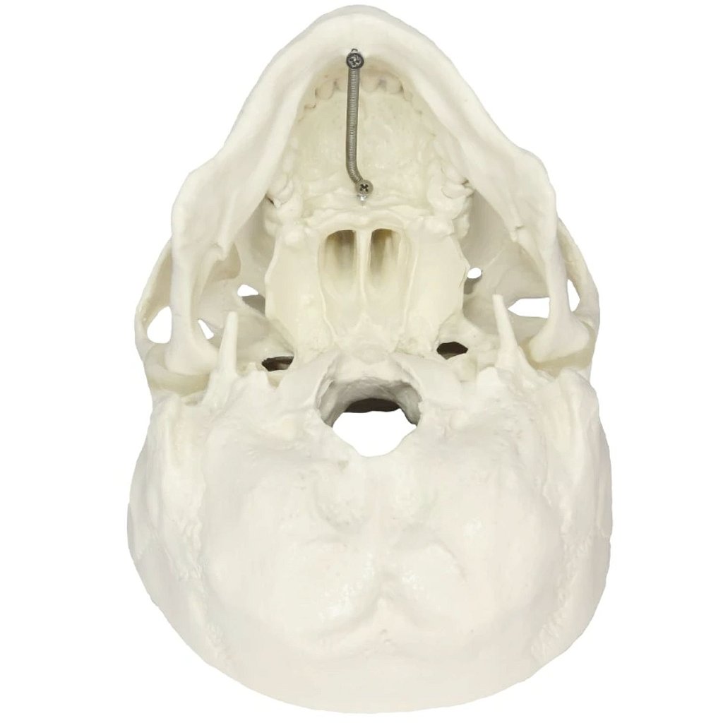 CRÂNIO HUMANO C/ MANDÍBULA MÓVEL E DENTES EXTRAÍVEIS