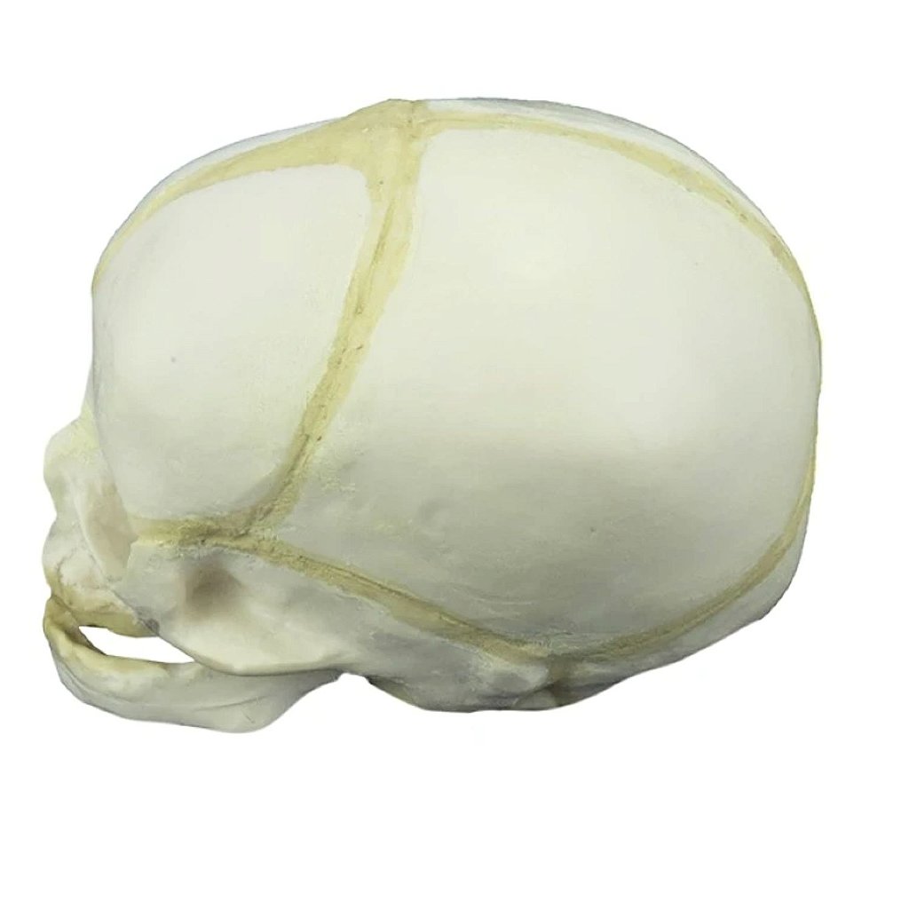 CRÂNIO HUMANO FETAL - SD5006/D - SDORF