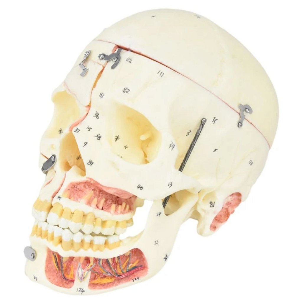 CRÂNIO HUMANO ADULTO C/MANDÍBULA, VASOS E NERVOS (10 PARTES)