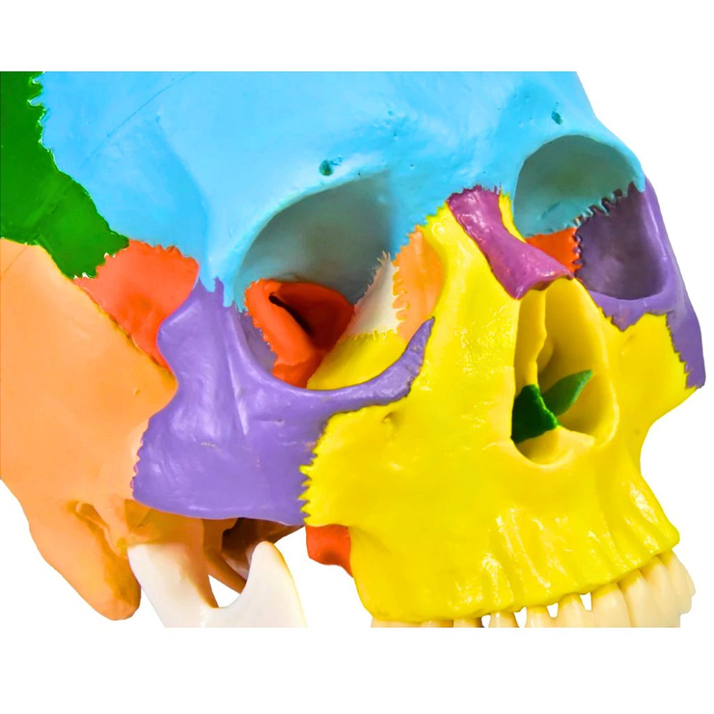 CRÂNIO HUMANO COLORIDO C/MANDÍBULA MÓVEL E DENTES EXTRAÍVEIS