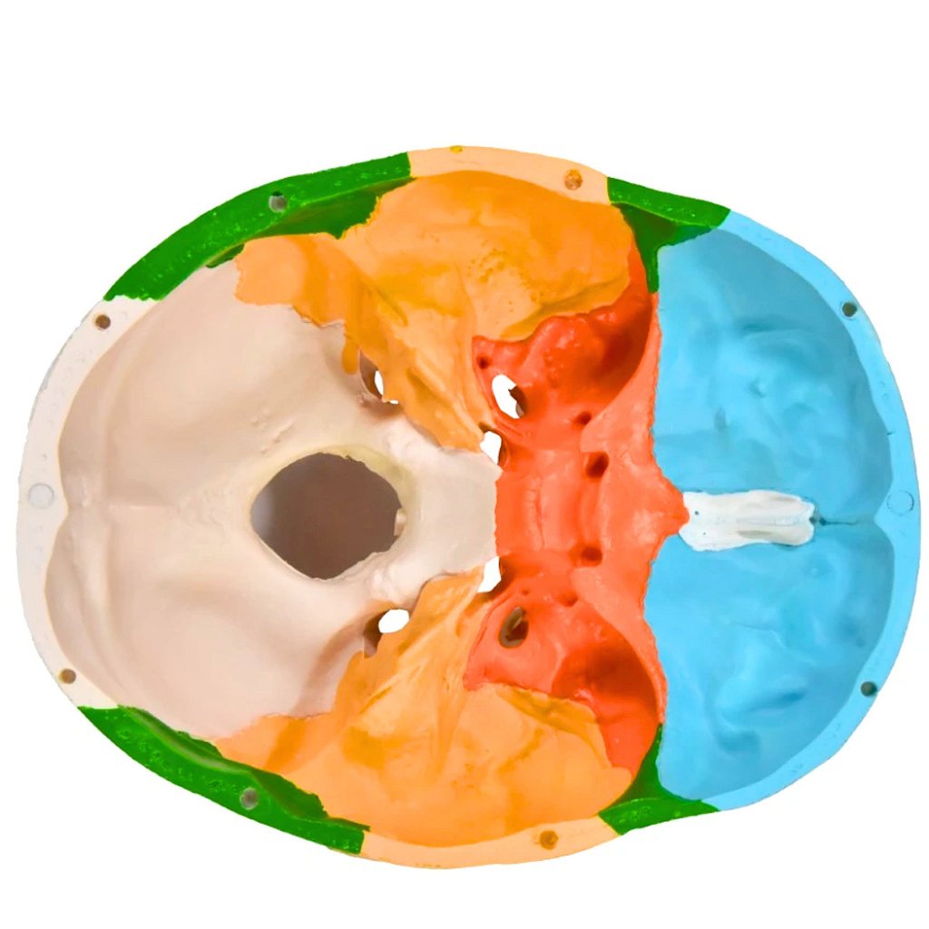 CRÂNIO HUMANO COLORIDO C/MANDÍBULA MÓVEL E DENTES EXTRAÍVEIS