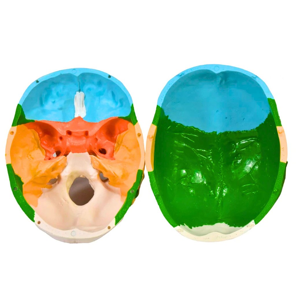 CRÂNIO HUMANO COLORIDO C/MANDÍBULA MÓVEL E DENTES EXTRAÍVEIS