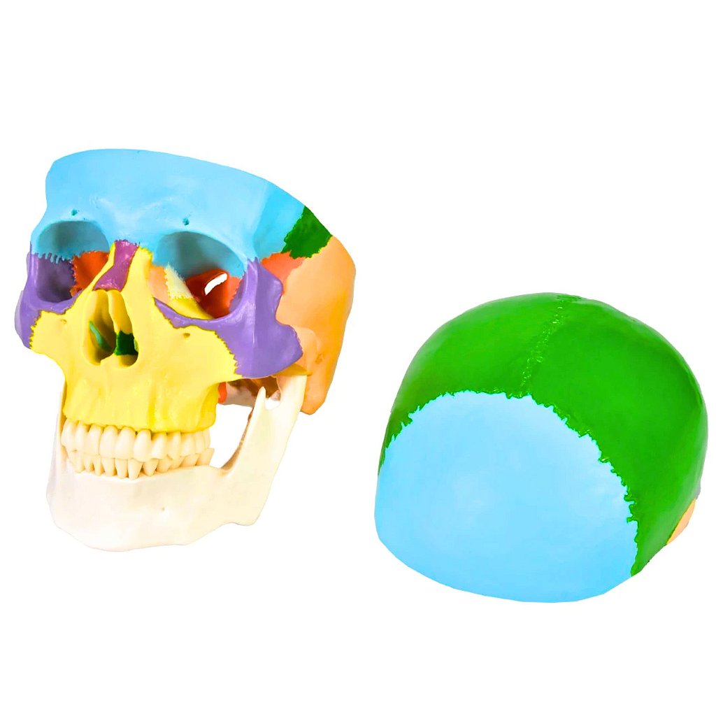 CRÂNIO HUMANO COLORIDO C/MANDÍBULA MÓVEL E DENTES EXTRAÍVEIS