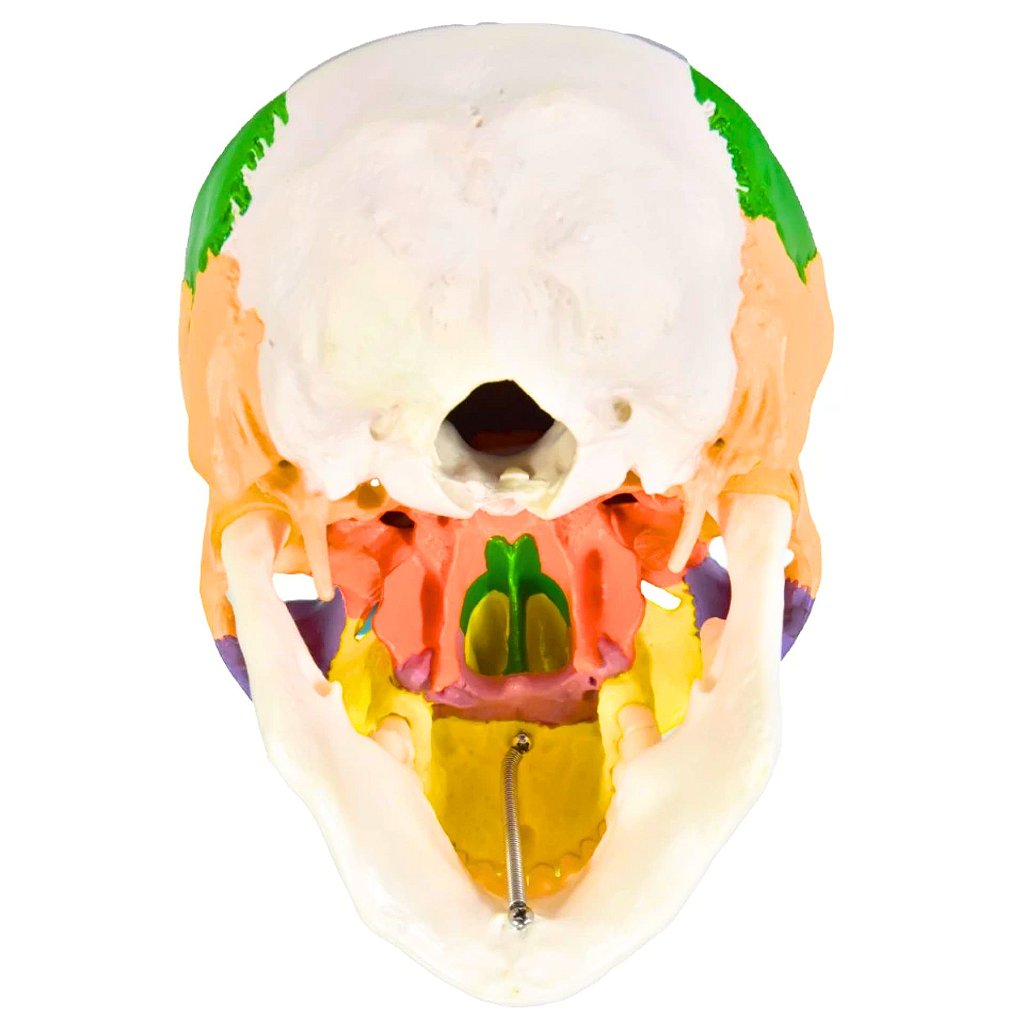 CRÂNIO HUMANO COLORIDO C/MANDÍBULA MÓVEL E DENTES EXTRAÍVEIS