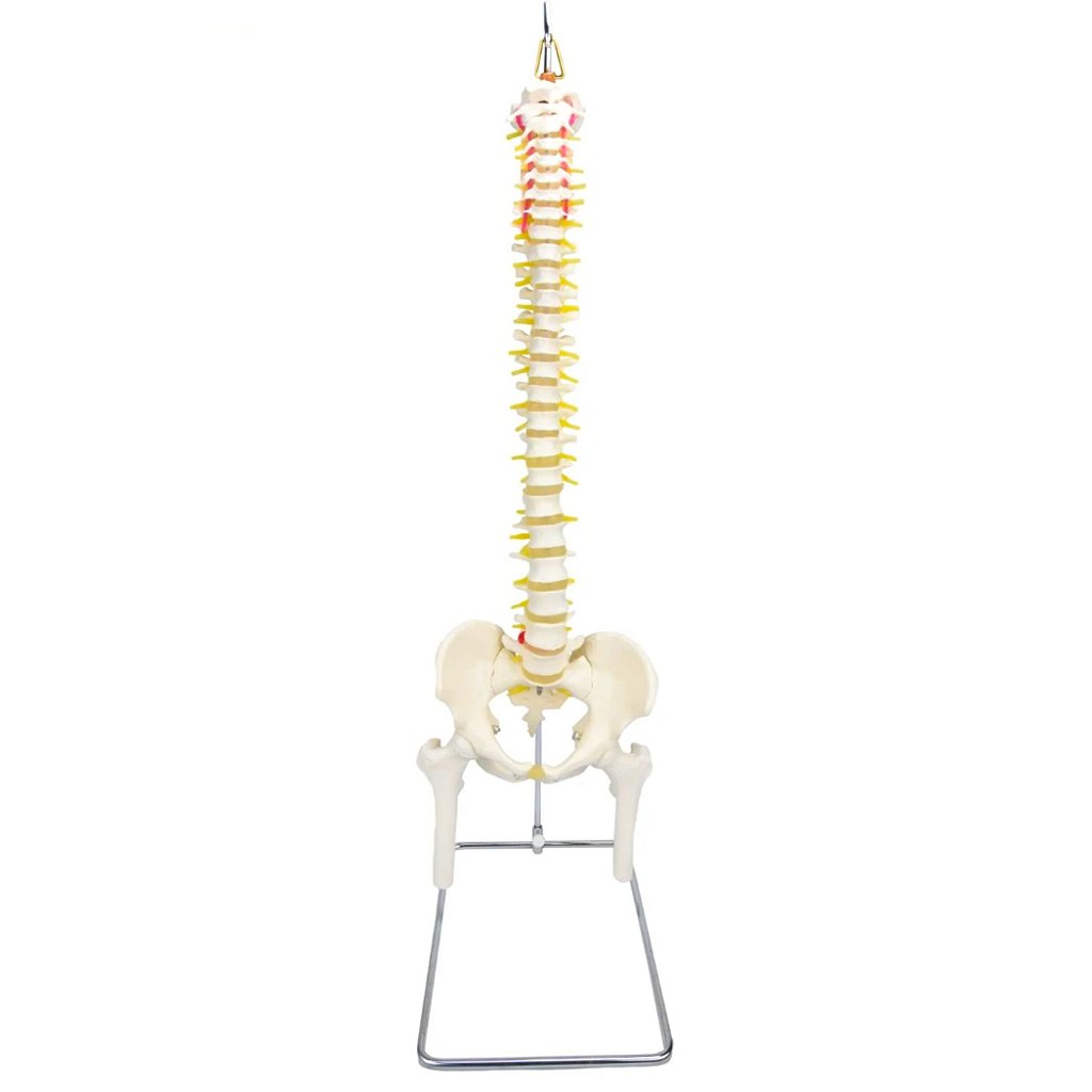 COLUNA VERTEBRAL C/ PELVE E PARTE DO FÊMUR - SD5009 - SDORF
