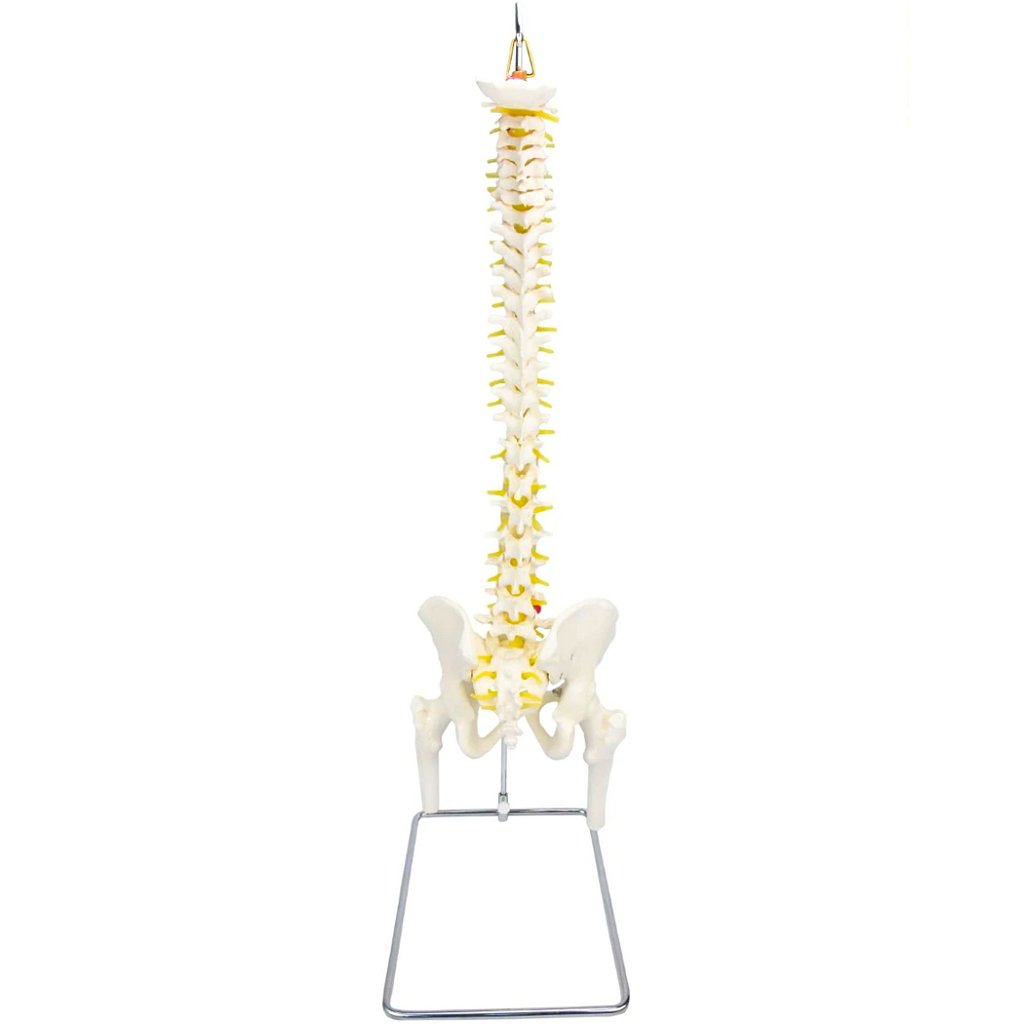 COLUNA VERTEBRAL C/ PELVE E PARTE DO FÊMUR - SD5009 - SDORF