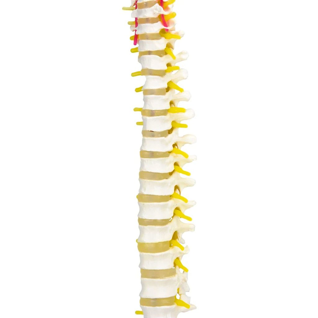 COLUNA VERTEBRAL C/ PELVE E PARTE DO FÊMUR - SD5009 - SDORF