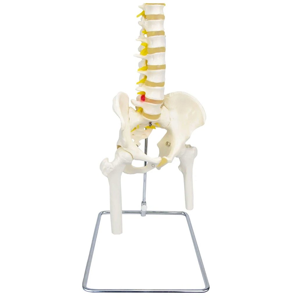 COLUNA VERTEBRAL C/ PELVE E PARTE DO FÊMUR - SD5009 - SDORF