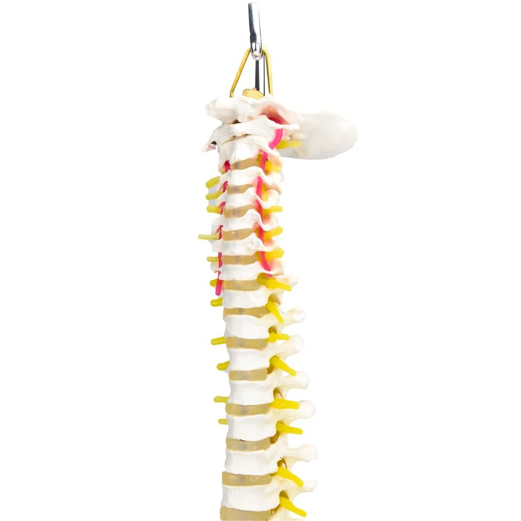 COLUNA VERTEBRAL C/ PELVE E PARTE DO FÊMUR - SD5009 - SDORF