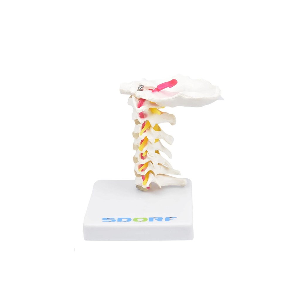 COLUNA CERVICAL - SD5010 - SDORF