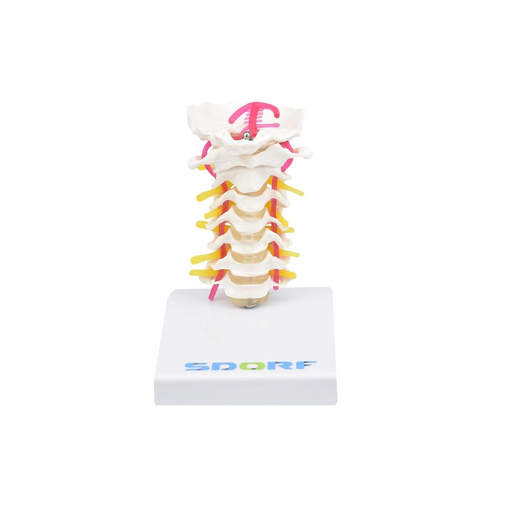 COLUNA CERVICAL - SD5010 - SDORF