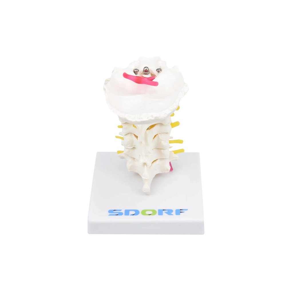 COLUNA CERVICAL - SD5010 - SDORF
