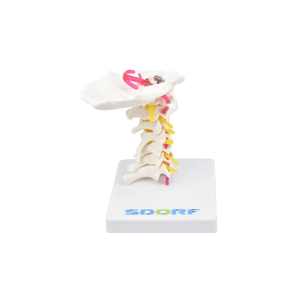 COLUNA CERVICAL - SD5010 - SDORF