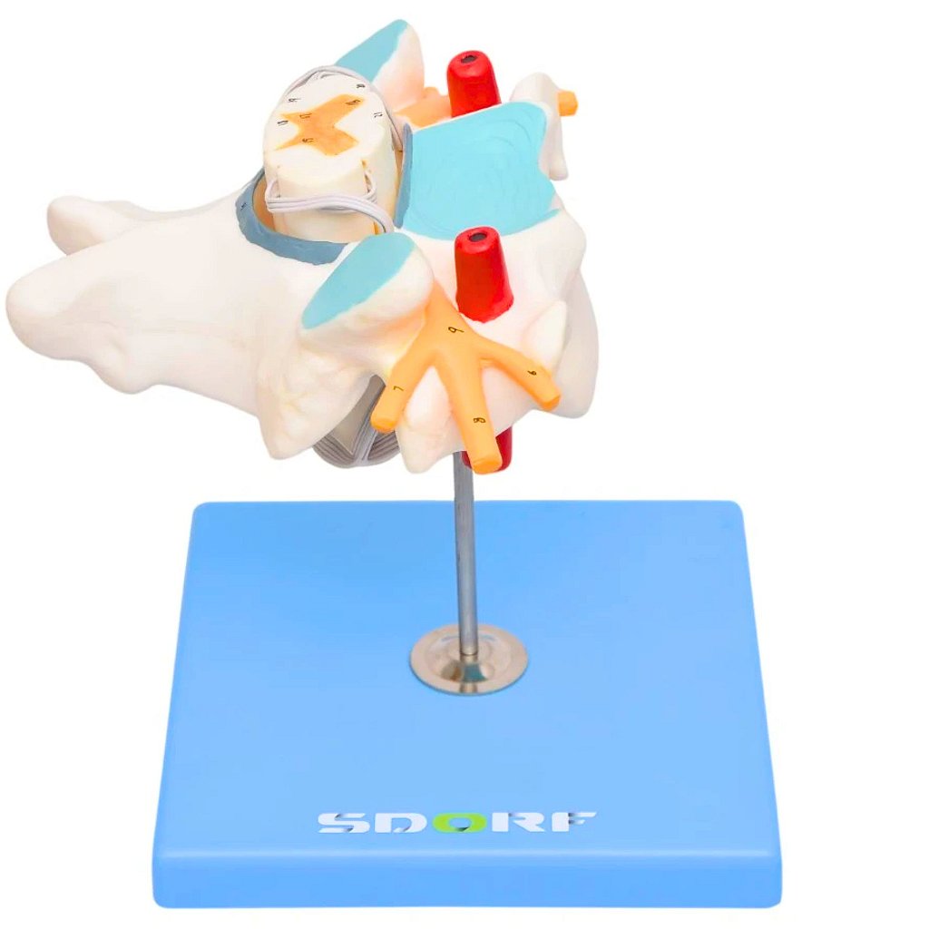 VÉRTEBRA CERVICAL COM CORDÃO ESPINHAL - SD5013 - SDORF