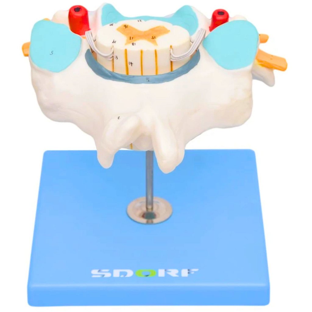 VÉRTEBRA CERVICAL COM CORDÃO ESPINHAL - SD5013 - SDORF