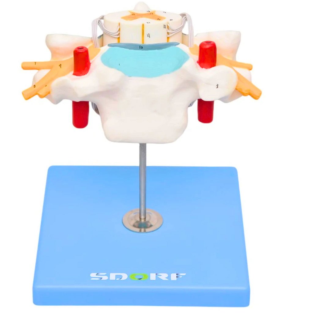 VÉRTEBRA CERVICAL COM CORDÃO ESPINHAL - SD5013 - SDORF