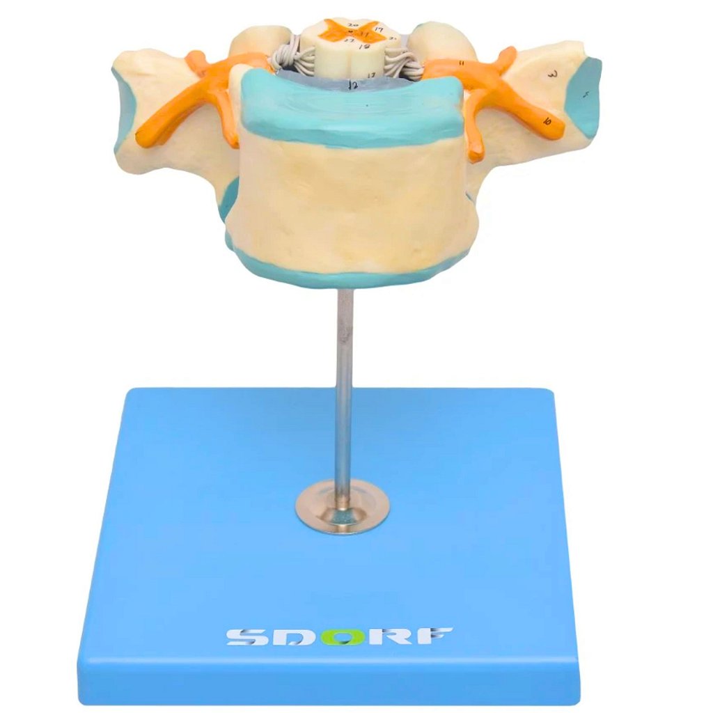 VÉRTEBRA TORÁCICA COM CORDÃO ESPINHAL - SD5014 - SDORF