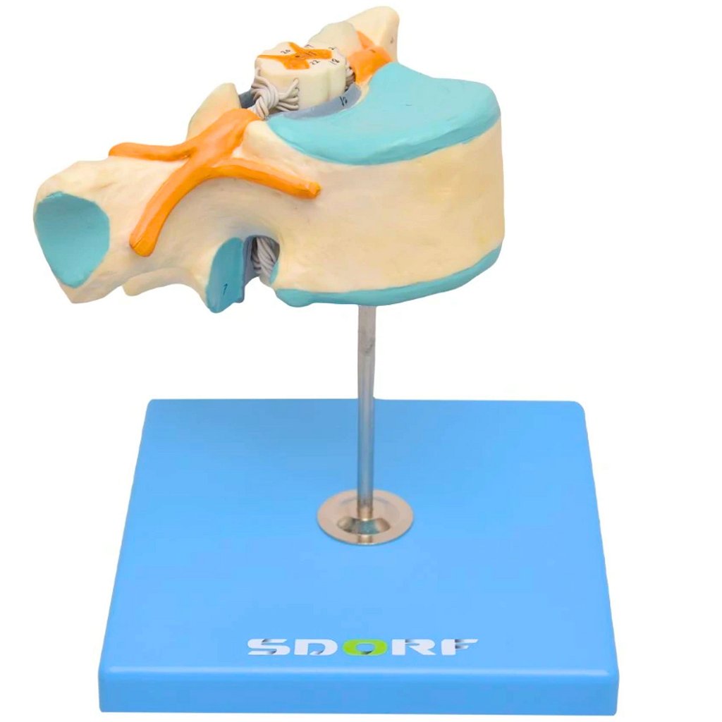 VÉRTEBRA TORÁCICA COM CORDÃO ESPINHAL - SD5014 - SDORF