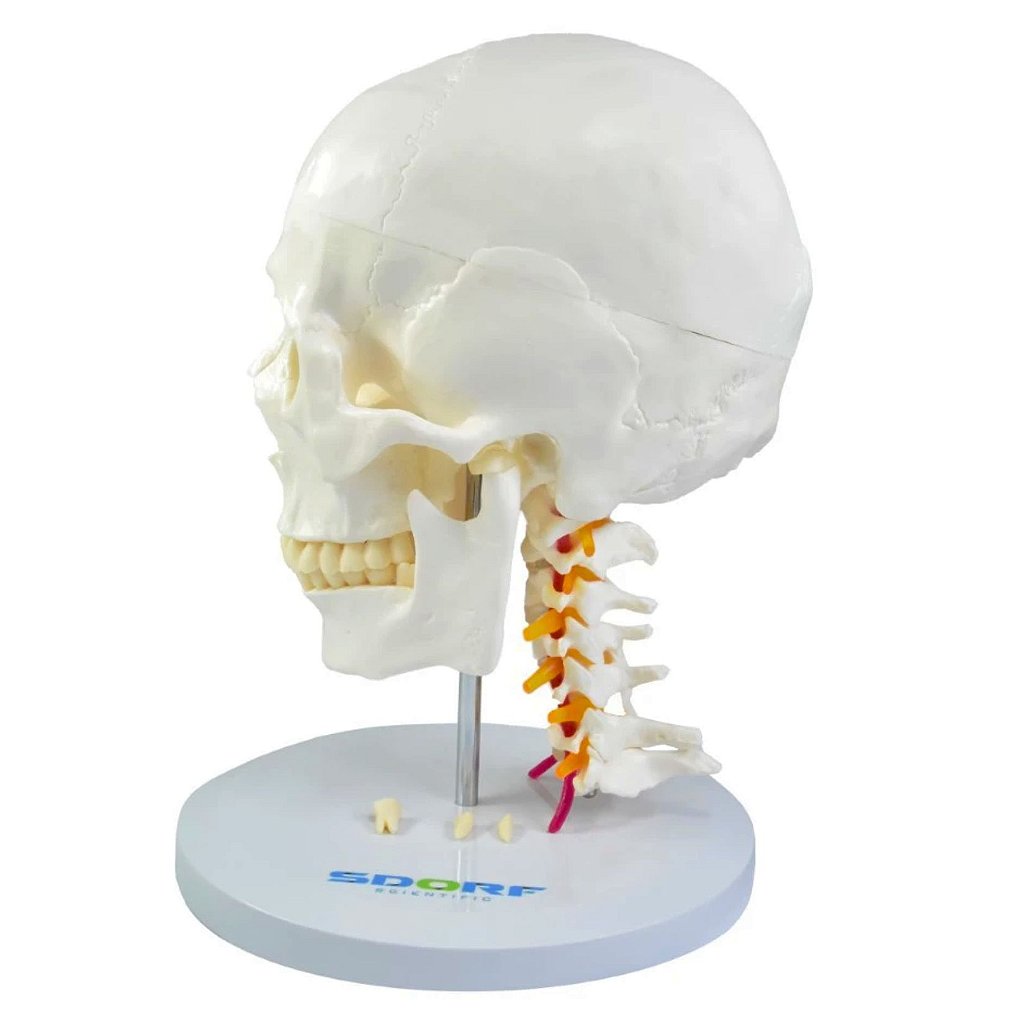 CRÂNIO HUMANO C/ MANDÍBULA MÓVEL E COLUNA CERVICAL - SD5008