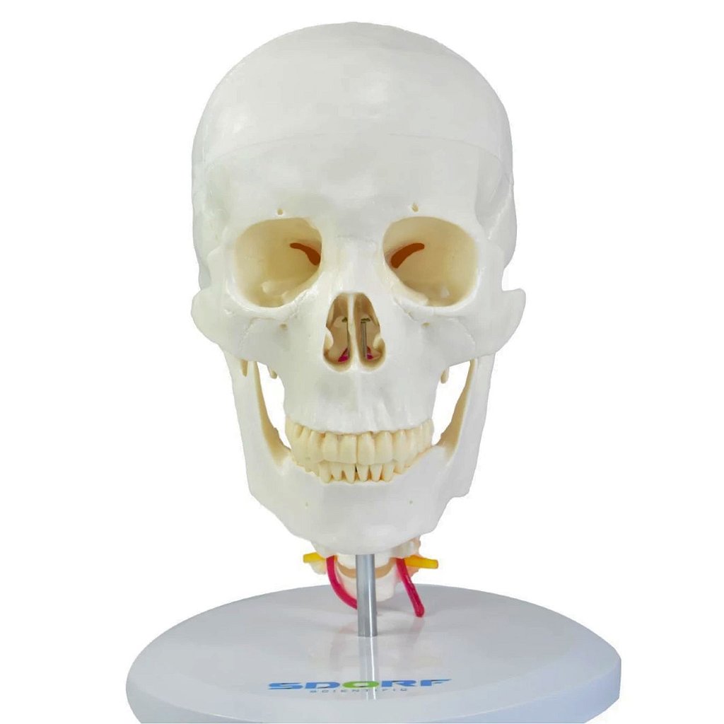 CRÂNIO HUMANO C/ MANDÍBULA MÓVEL E COLUNA CERVICAL - SD5008