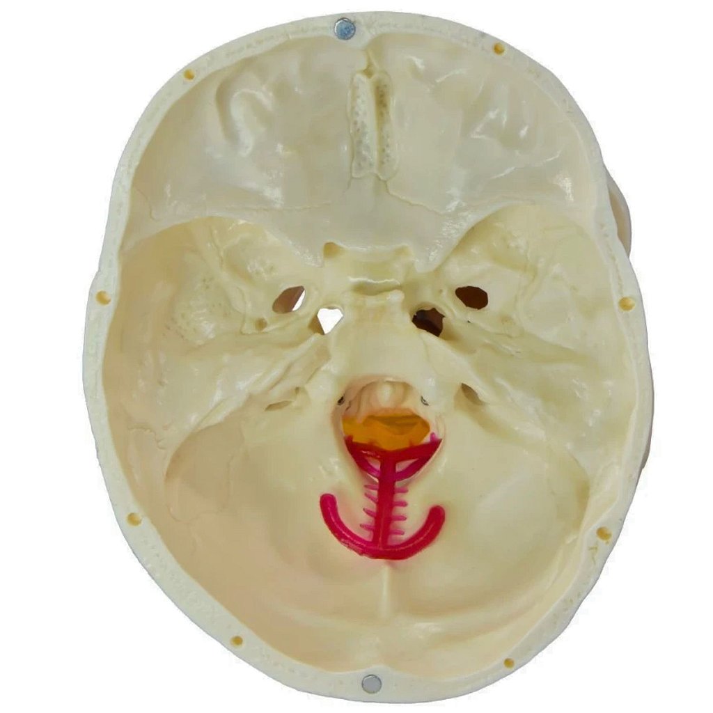 CRÂNIO HUMANO C/ MANDÍBULA MÓVEL E COLUNA CERVICAL - SD5008
