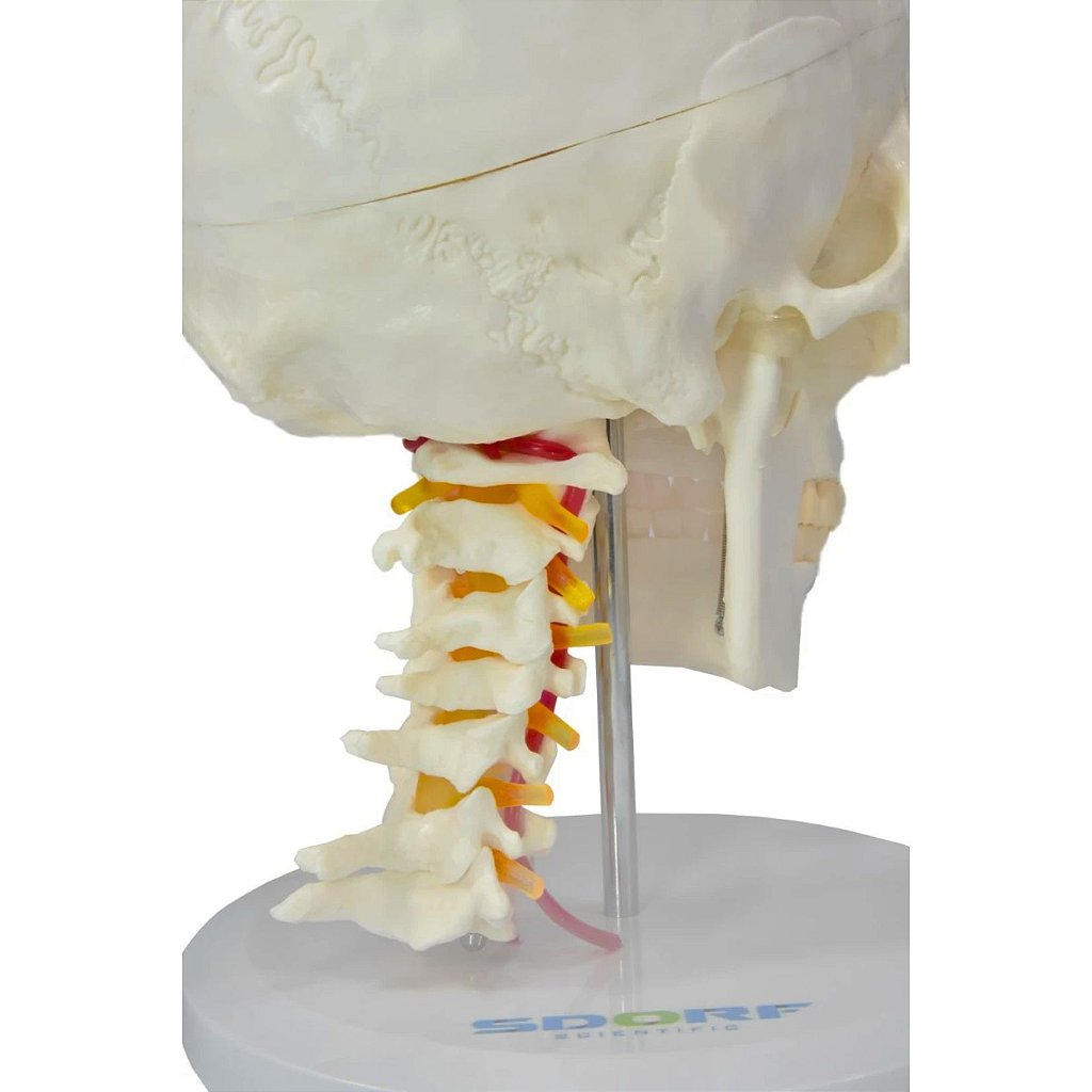 CRÂNIO HUMANO C/ MANDÍBULA MÓVEL E COLUNA CERVICAL - SD5008