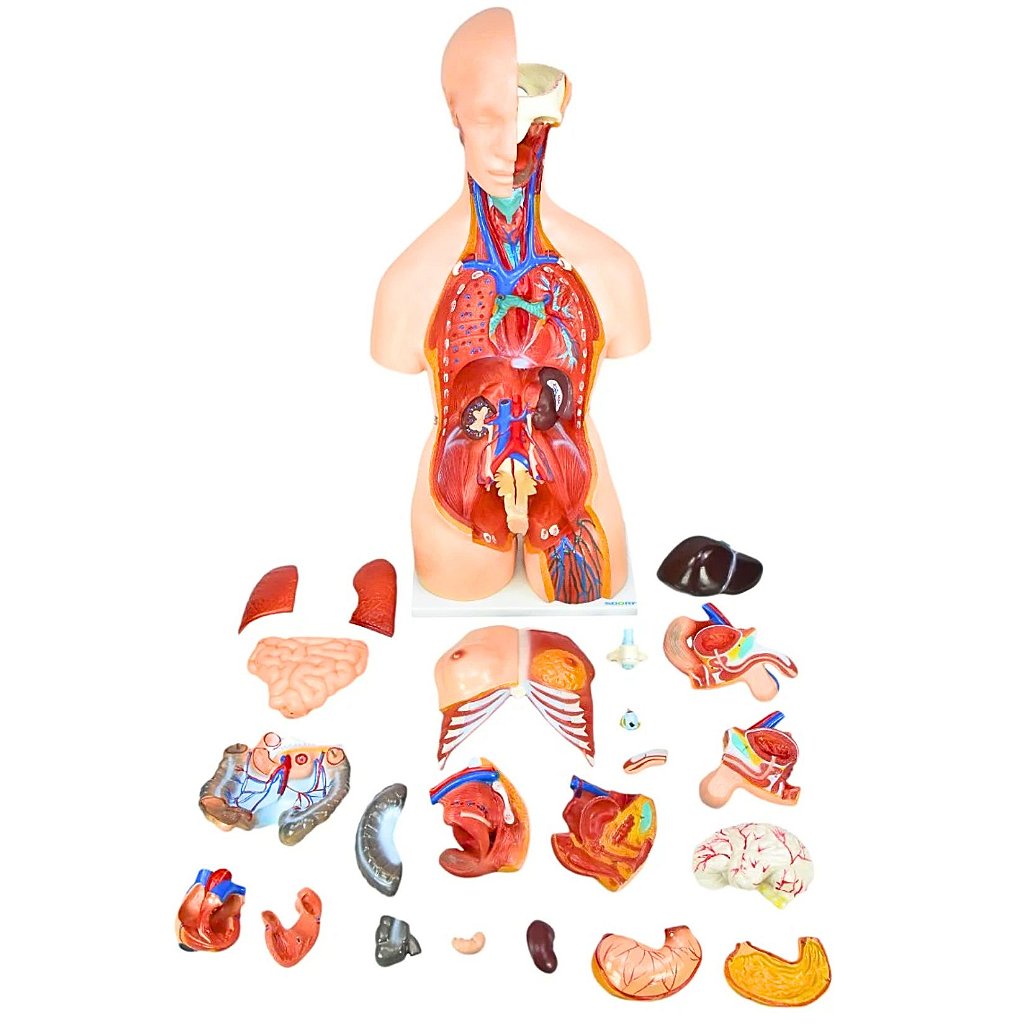 TORSO BISSEXUAL C/ ABERTURA NAS COSTAS DE 85 CM C/ 24 PARTES
