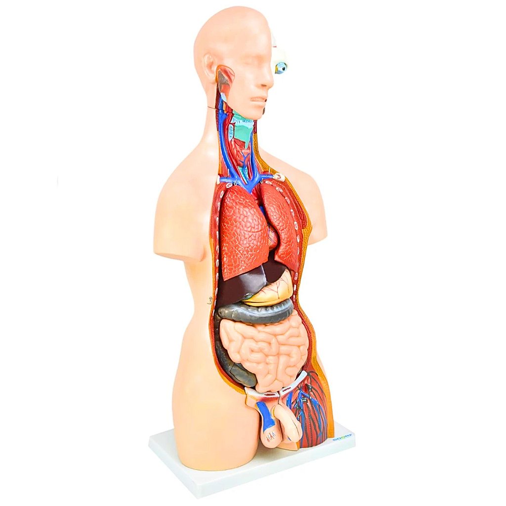 TORSO BISSEXUAL C/ ABERTURA NAS COSTAS DE 85 CM C/ 24 PARTES