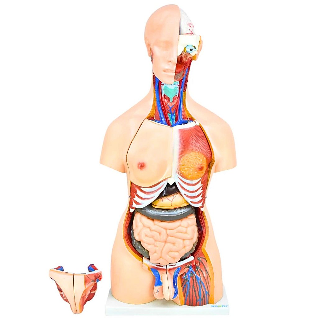TORSO BISSEXUAL C/ ABERTURA NAS COSTAS DE 85 CM C/ 24 PARTES