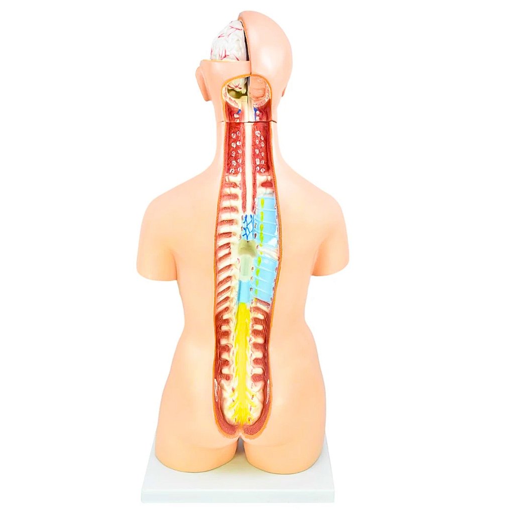 TORSO BISSEXUAL C/ ABERTURA NAS COSTAS DE 85 CM C/ 24 PARTES
