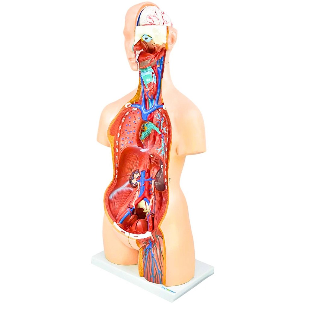 TORSO BISSEXUAL C/ ABERTURA NAS COSTAS DE 85 CM C/ 24 PARTES