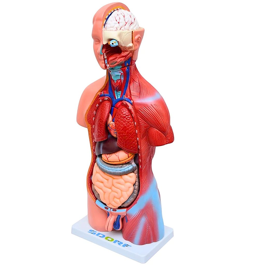 TORSO BISSEXUAL C/ ABERTURA NAS COSTAS DE 45 CM C/ 23 PARTES